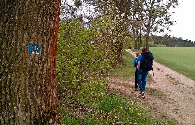 Pokrzydowo. Muszla ze strzałką pokazuje, że należy skręcić w lewo. Tamtędy wiedzie droga do Bachotka