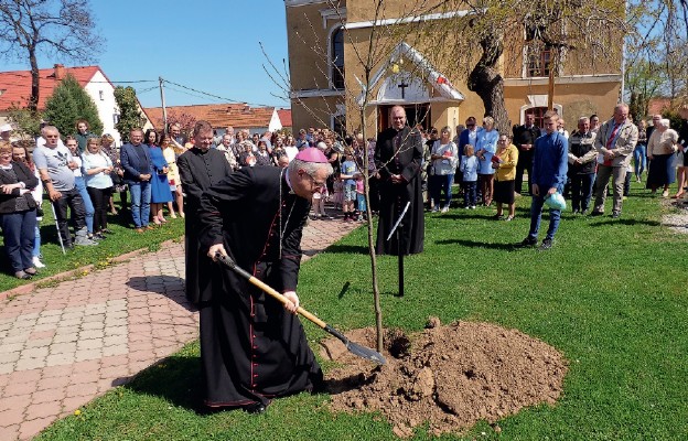 100 dębów w Męcince