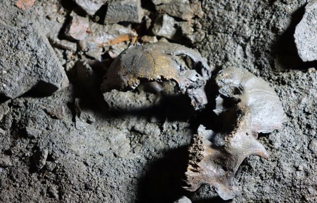 Fragmenty kości znalezione w krypcie.