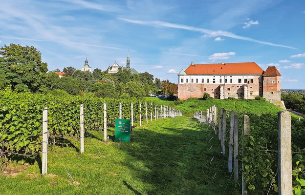 Winnica dominikańska z widokiem na zamek i katedrę (po lewej)