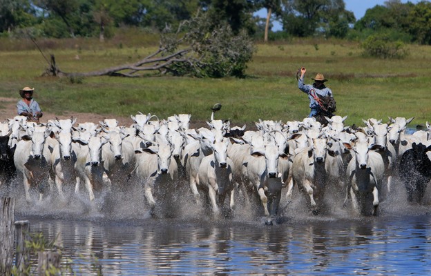 Pantanal, królestwo przyrody