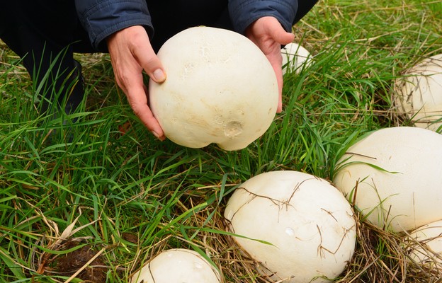 Purchawica, grzyb jadalny (Calvatia gigantea)